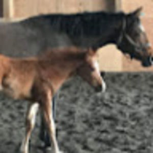 Meet your Posher, Kelly